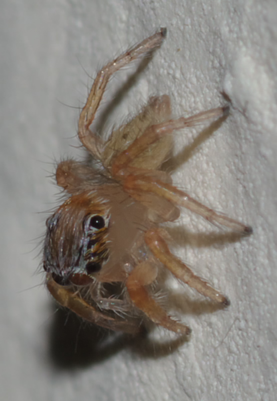 Giovane Salticidae